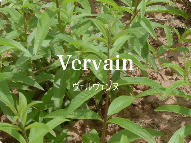 Verveine